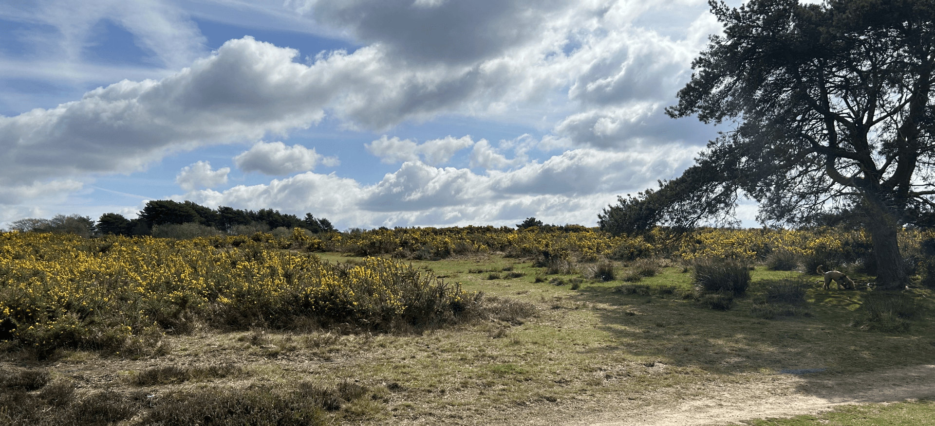 Walking At Ashdown Forest Discover Sussex