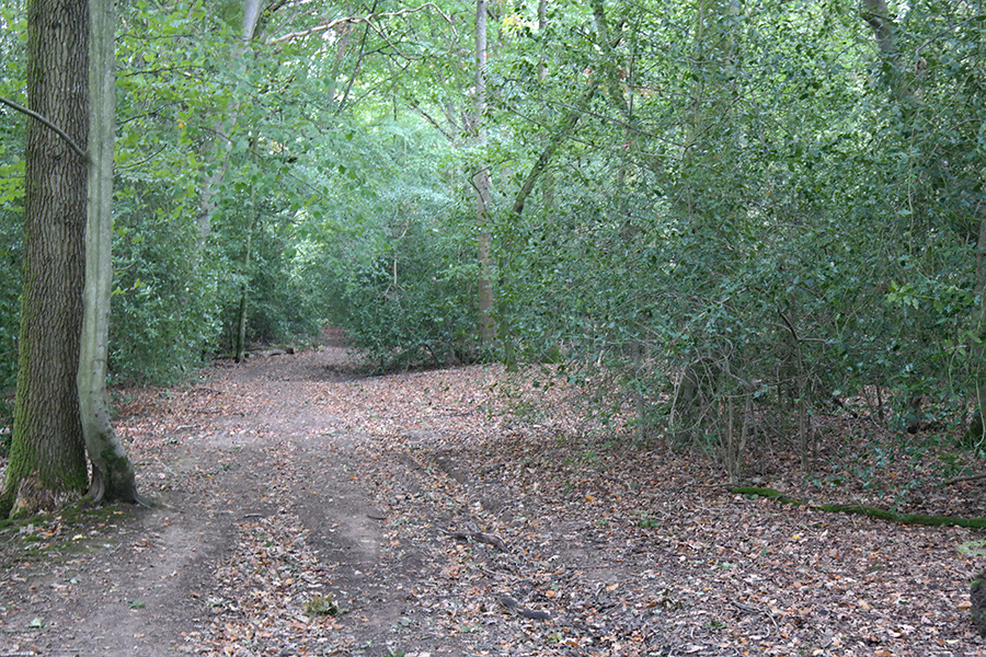 Forest Walk Ebernoe Common
