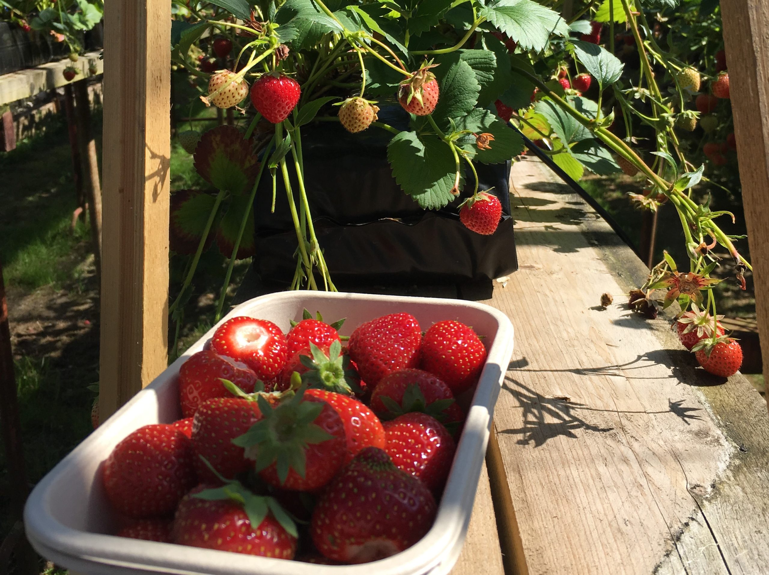 strawberry picking