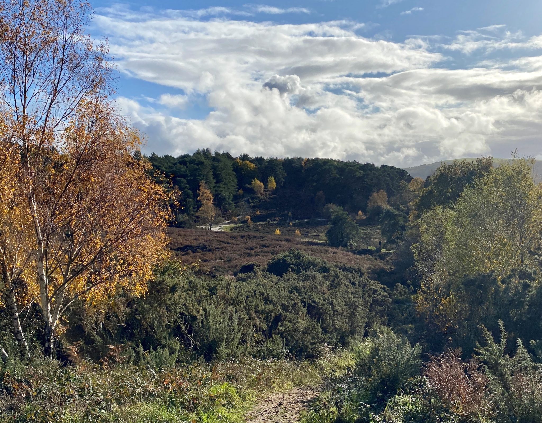 Sullington Warren Walks near Storrington, Sussex Discover Sussex