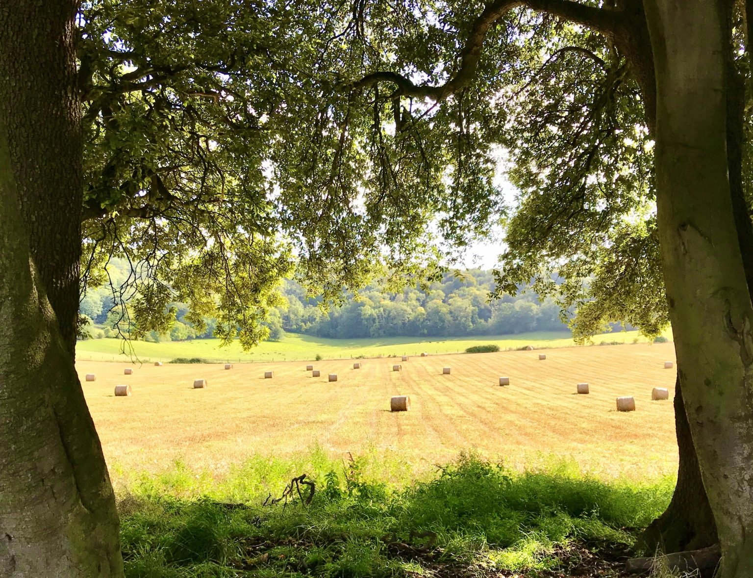 A Day Out in Steyning, West Sussex I Things to Do in Steyning