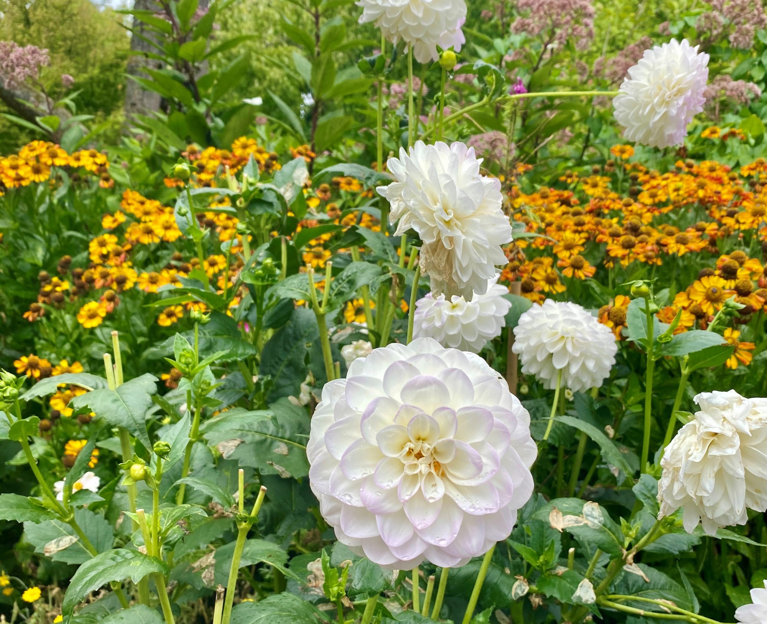 white and yellow flowers at nymans