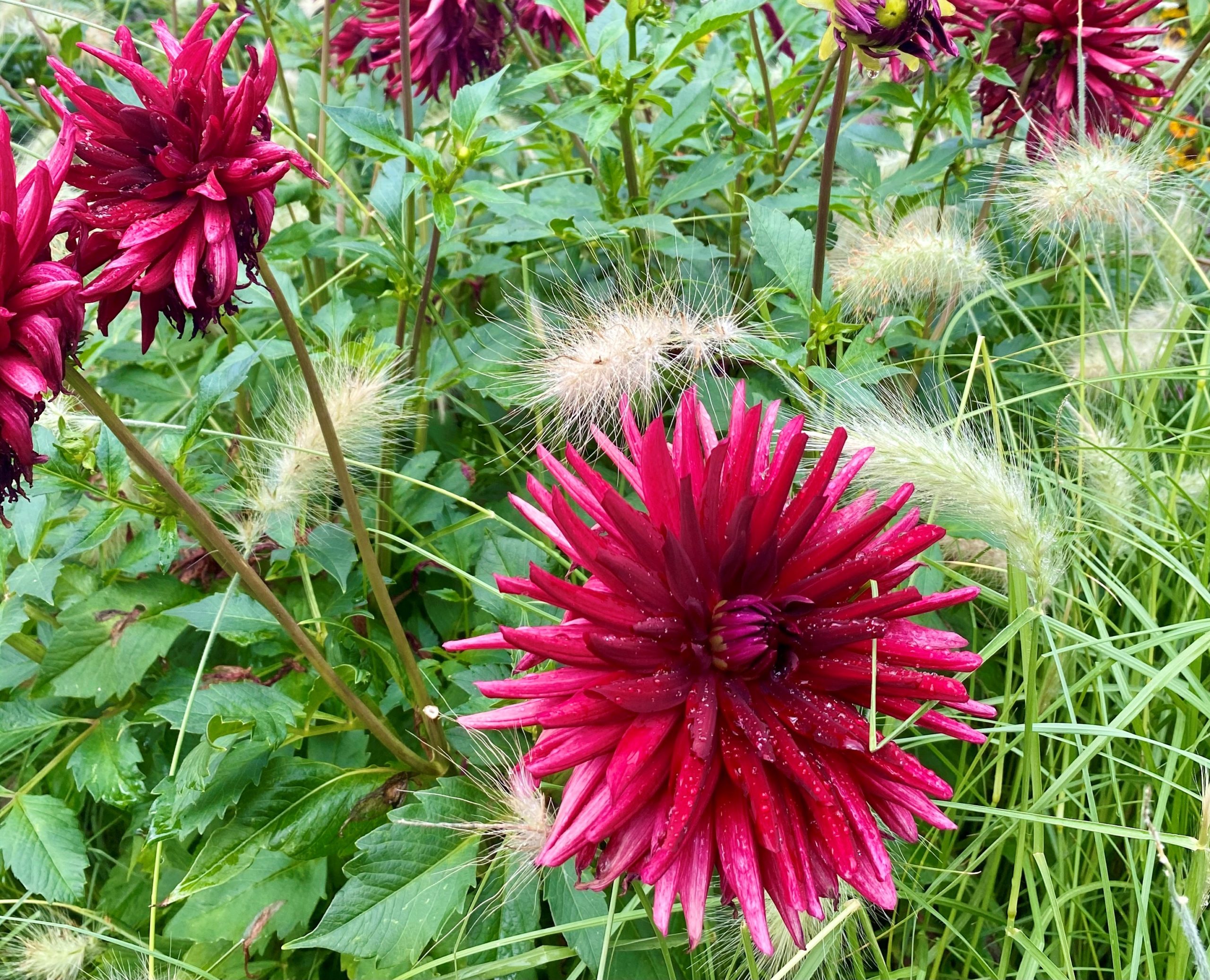 flowers at nymans national trust sussex