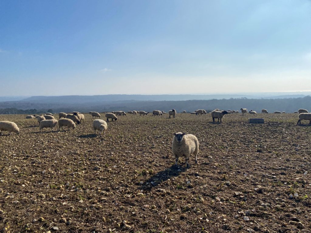 sheep on bignor hill sussex