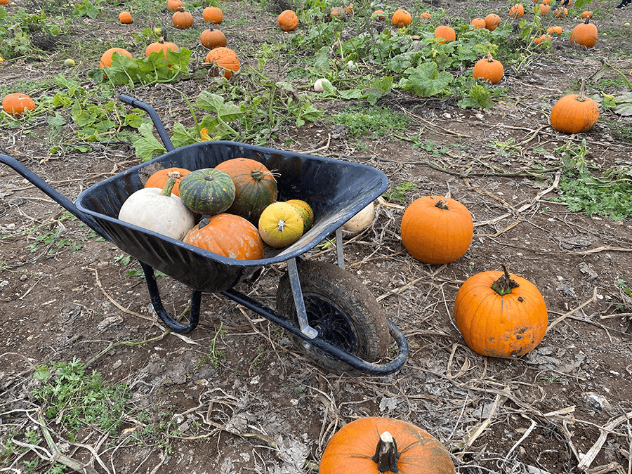 Pumpkin Picking Patch Sompting, West Sussex