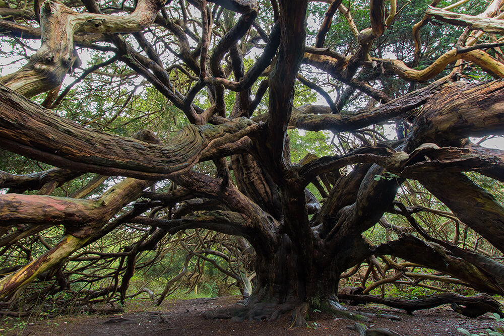 tree at Kingley Vale Woodland Walk chichester