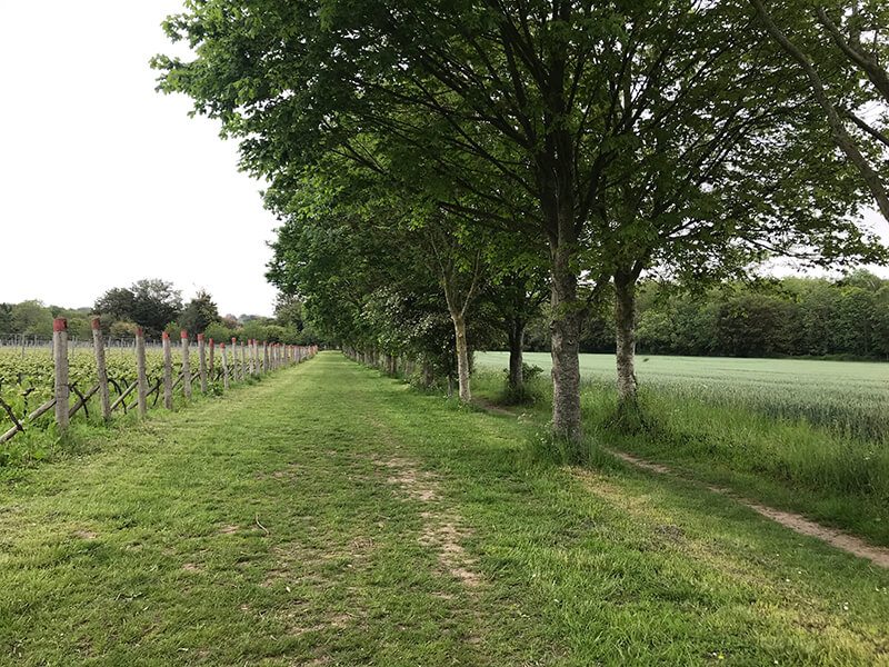 vineyard tours west sussex