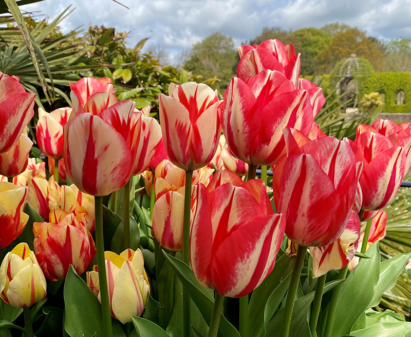 arundel tulip festival