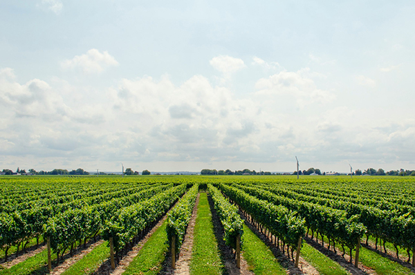 vineyard tours west sussex