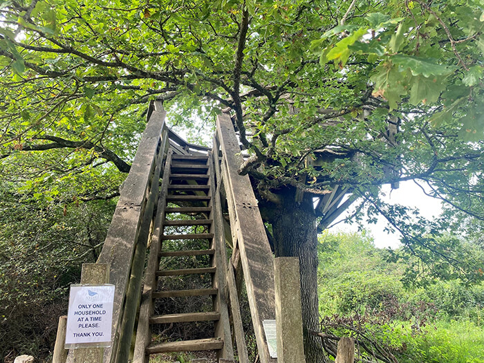 knepp viewing platform