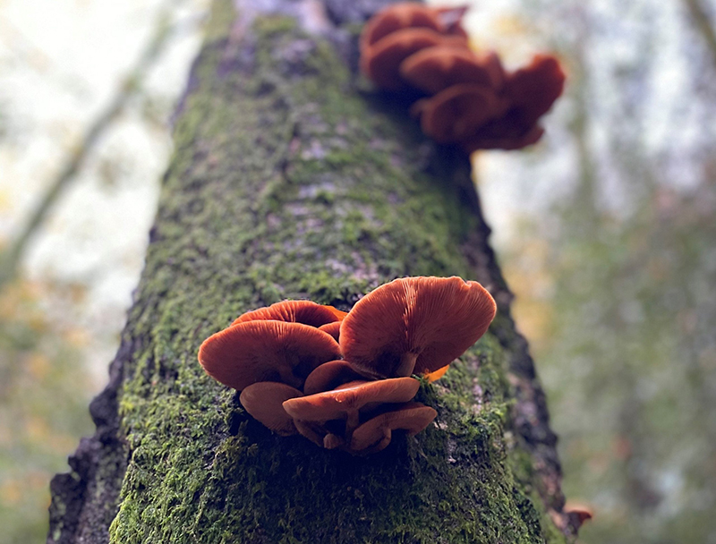 mushrooms at ebernoe common