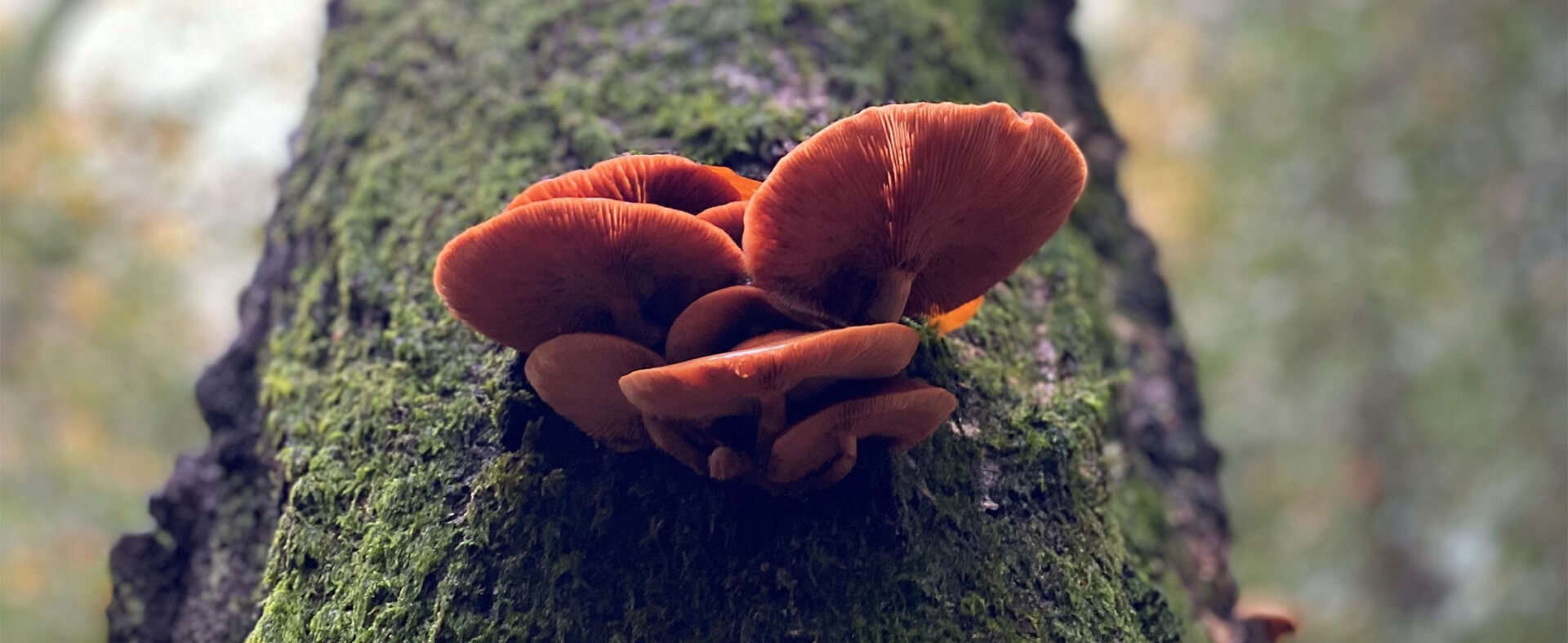 mushrooms ebernoe common