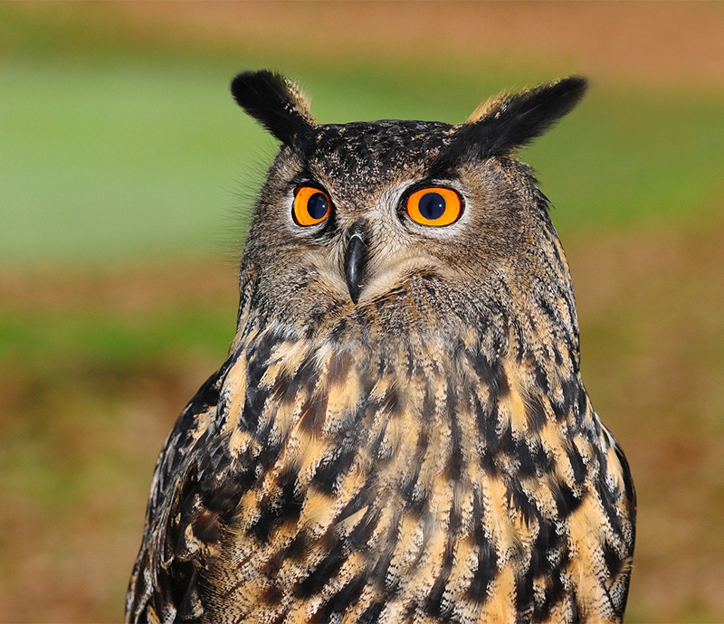 Huxley's Birds of Prey Centre, Horsham, West Sussex