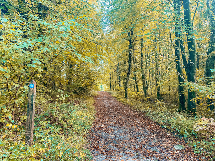 autumn trees slindon forest