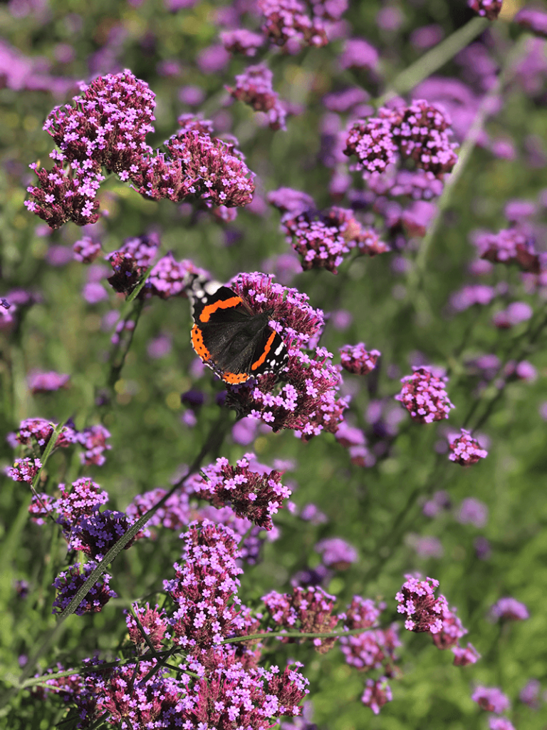 butterfly on purple flower