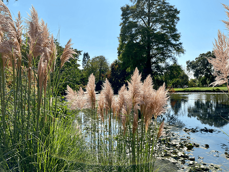 Pond at wakehurst