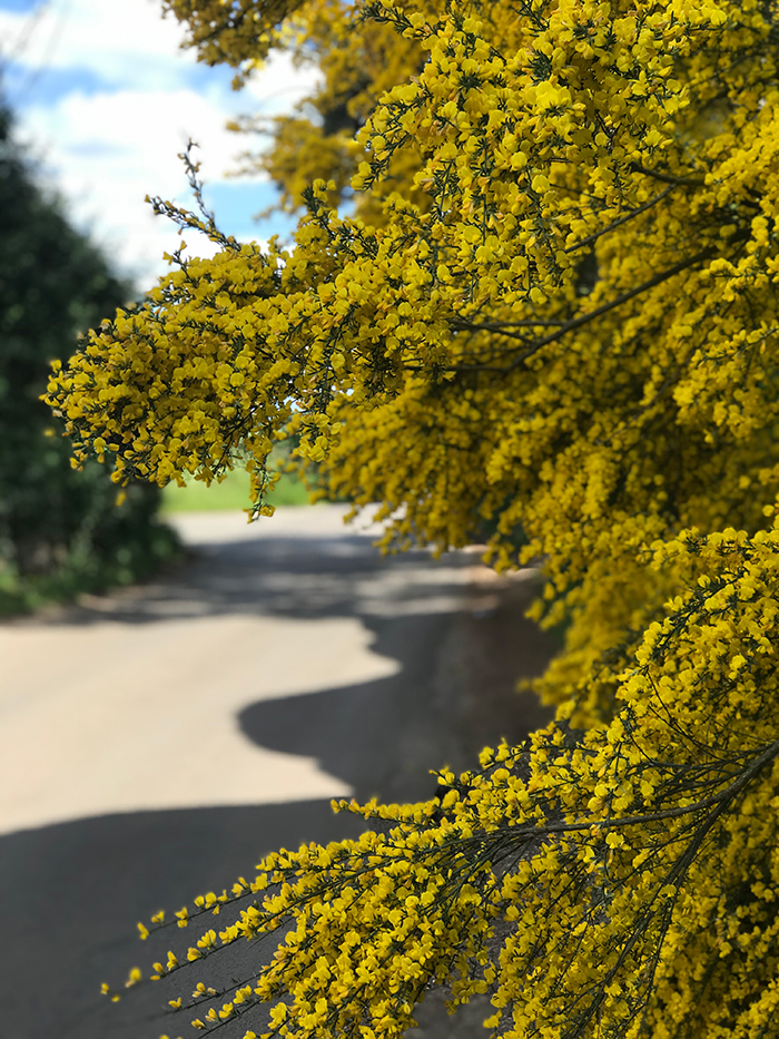 Broom plant