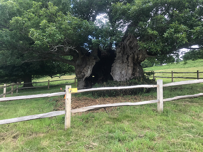 queen elizabeth tree midhurst