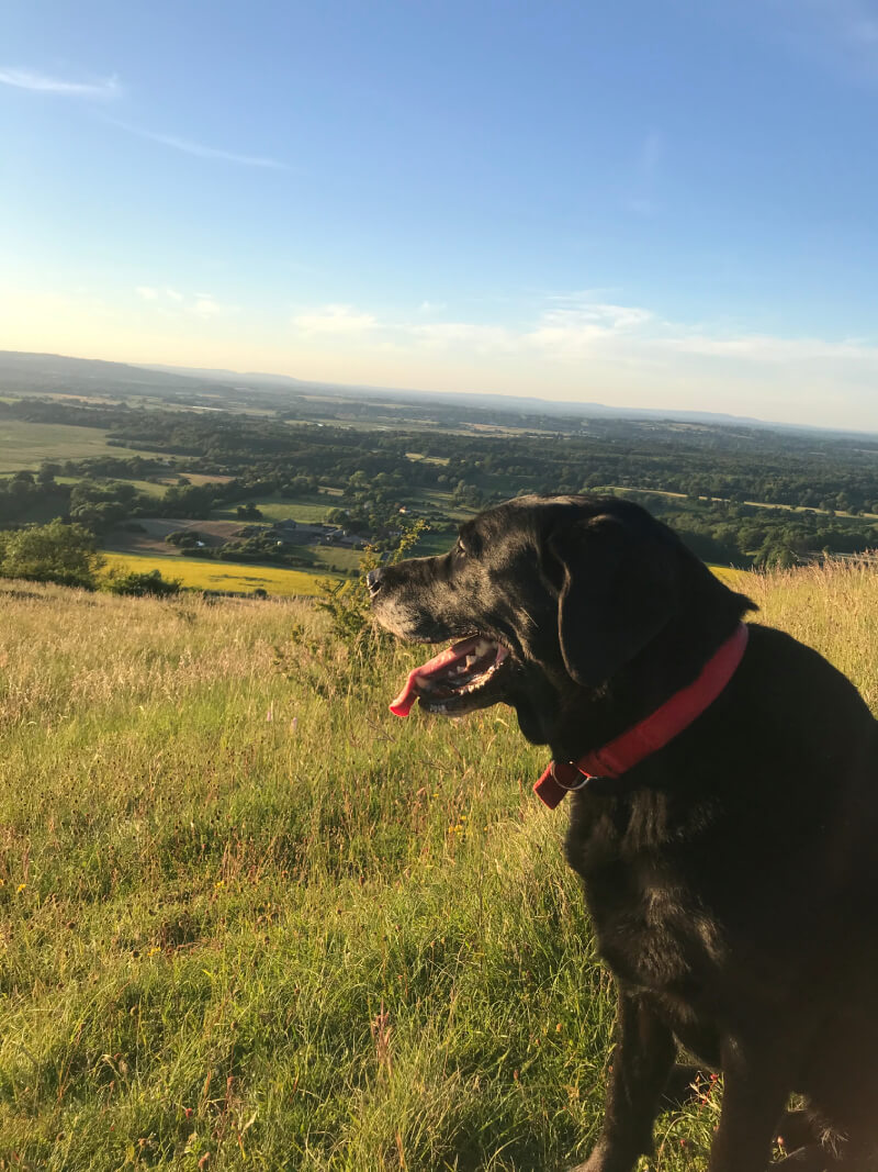 dog on south downs kithurst