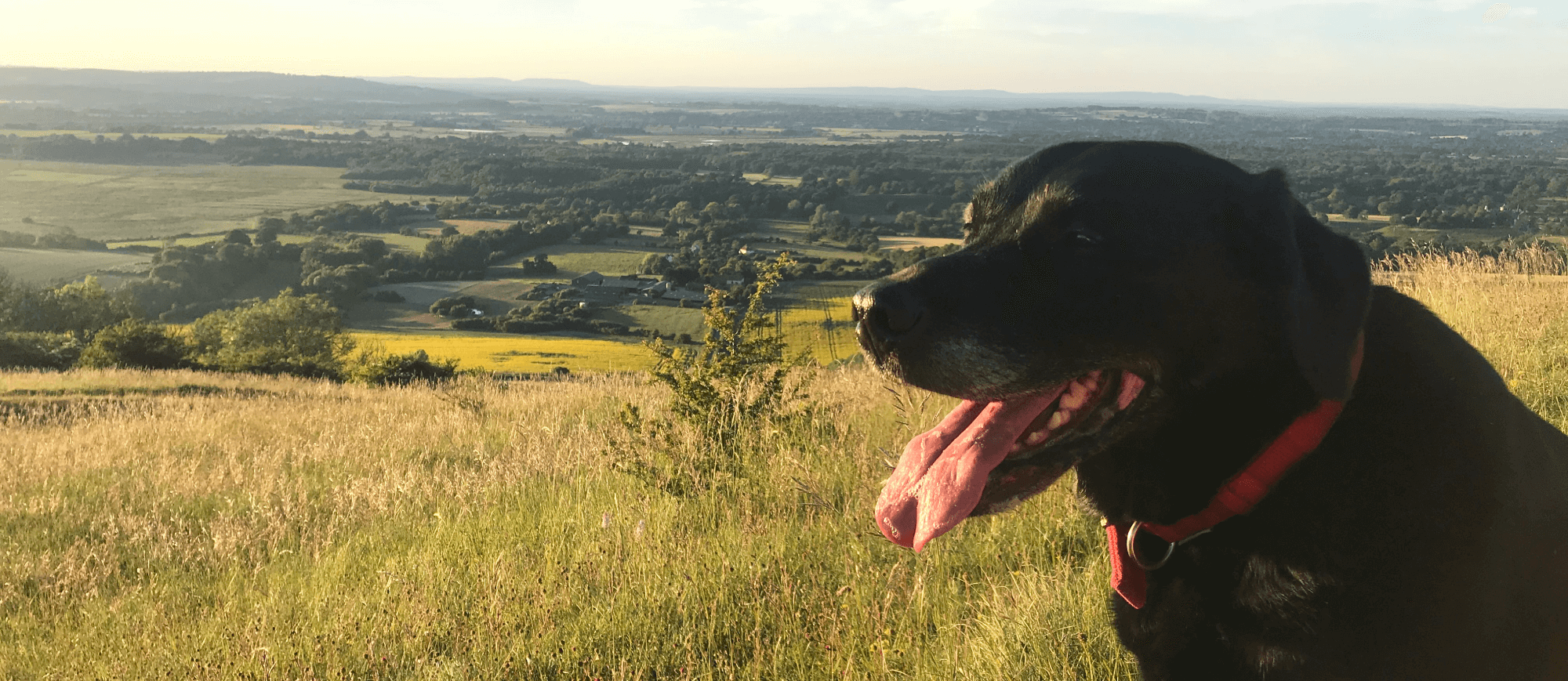 dog on south downs