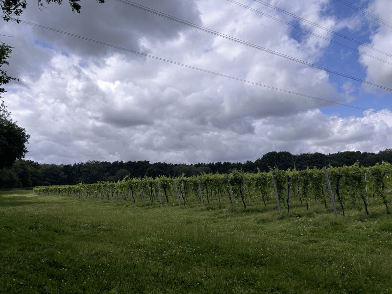 bolney vineyard 
