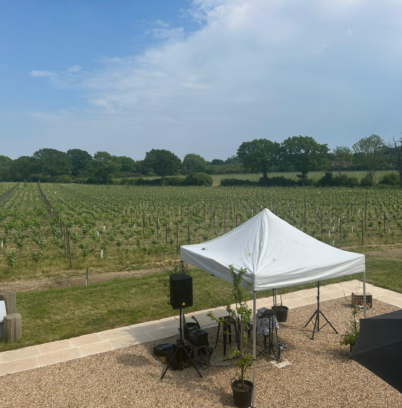 kinsbrook vineyard